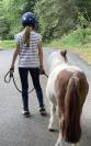Poney shetland hongre 