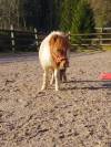Poney shetland hongre 