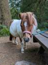 Poney shetland hongre 