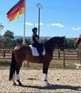 Caballo castrado Hannoveriano En venta 2017 Bayo moreno