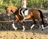 Cheval 5ans top mental