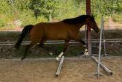 Cheval 5ans top mental