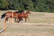  A vendre Poulain FM