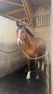 Vente cheval de saut 