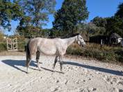 Superbe jument 4 ans par chacco white