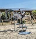Superbe jument 4 ans par chacco white