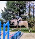 Superbe jument 4 ans par chacco white