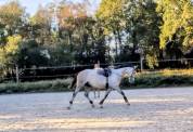 Superbe jument 4 ans par chacco white