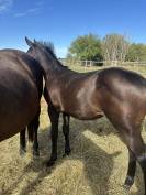 Sf (casall x cornet)