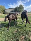 Sf (casall x cornet)