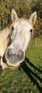 Cheval de trait 