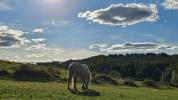 Cheval de trait 