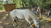 Cheval de trait 