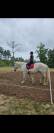 Cheval de trait 