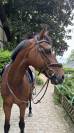 Cheval de sport bai &agrave; VENDRE 