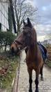 Cheval de sport bai &agrave; VENDRE 