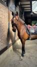 Cheval de sport bai &agrave; VENDRE 