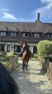 Cheval de sport bai &agrave; VENDRE 