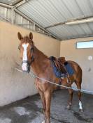 Jeune hongre 5 ans &ndash; sport &ndash; Riom (63)