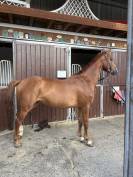 Jeune hongre 5 ans &ndash; sport &ndash; Riom (63)
