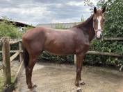 Jeune hongre 5 ans &ndash; sport &ndash; Riom (63)