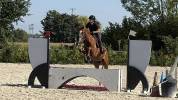 Jeune hongre 5 ans &ndash; sport &ndash; Riom (63)