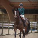 JUMENT SFA  excellentes origines  CSO 130/135