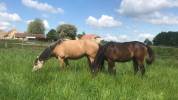 Pension sp&eacute;cialis&eacute;e Poulains & Jeunes Chevaux (Indre)