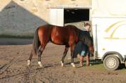 &Eacute;ducation - Pr&eacute;-d&eacute;bourrage - D&eacute;bourrage du jeune cheval