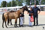 &Eacute;ducation - Pr&eacute;-d&eacute;bourrage - D&eacute;bourrage du jeune cheval