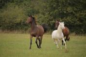 Accompagnement du propri&eacute;taire de poulain/ jeune cheval