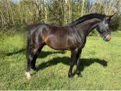 Magnifique Zangersheide 