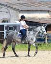 Tr&egrave;s jolie jument PRE PP APTA grise de 5 ans, d&eacute;bourr&eacute;e