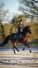 Vous recherchez un cheval toutes disciplines ? 