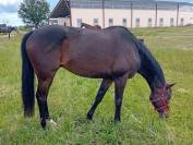 Vous recherchez un cheval toutes disciplines ? 