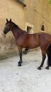 Cheval 12 ans Zangersheide 