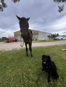 Cheval 12 ans Zangersheide 