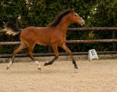 Magnifique poulain de dressage 
