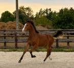 Magnifique poulain de dressage 