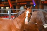 Magnifique poulain de dressage 