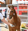 Magnifique poulain de dressage 