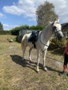 Superbe hongre PSA &agrave; vendre