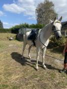 Superbe hongre PSA &agrave; vendre