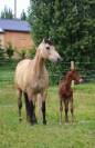 Jument espagnol 3 ans &agrave; vendre 