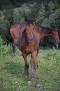 Jument espagnol 3 ans &agrave; vendre 