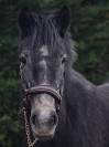 Ponette &agrave; vendre 