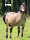 Ponette &agrave; vendre 