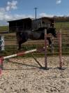 Ponette &agrave; vendre 