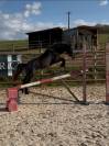 Ponette &agrave; vendre 