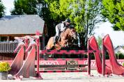Dekhengst Franse rijpony PFS Te koop 2019 Bruin / Bai ,  RASMUS SL